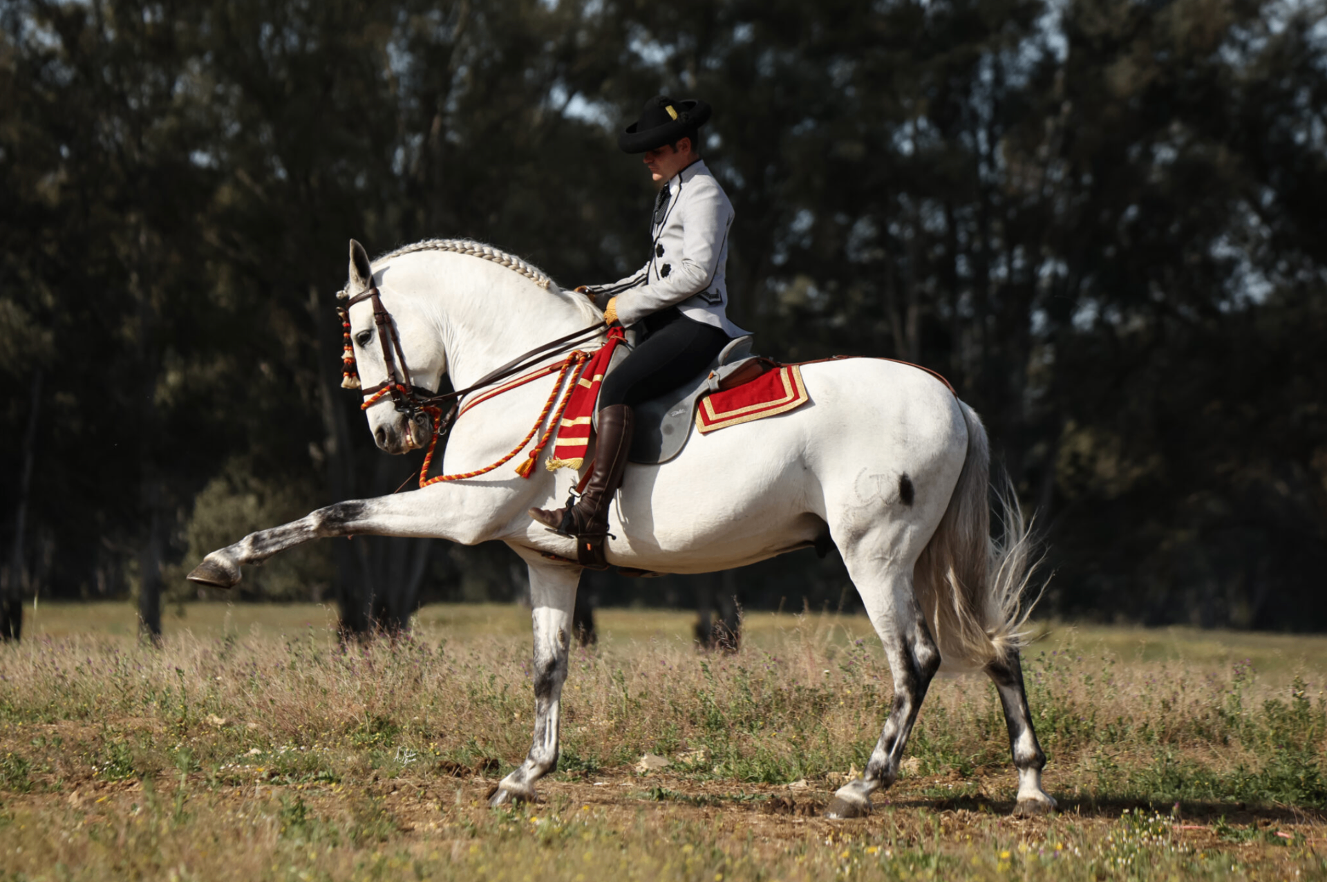 High School Dressage